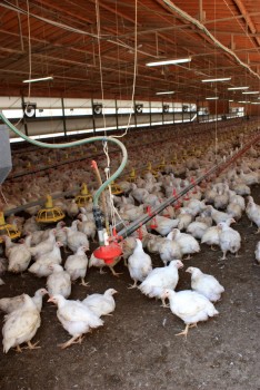 2011.07.4-9 Подорож до Ізраїлю від проекту Агро-Львів